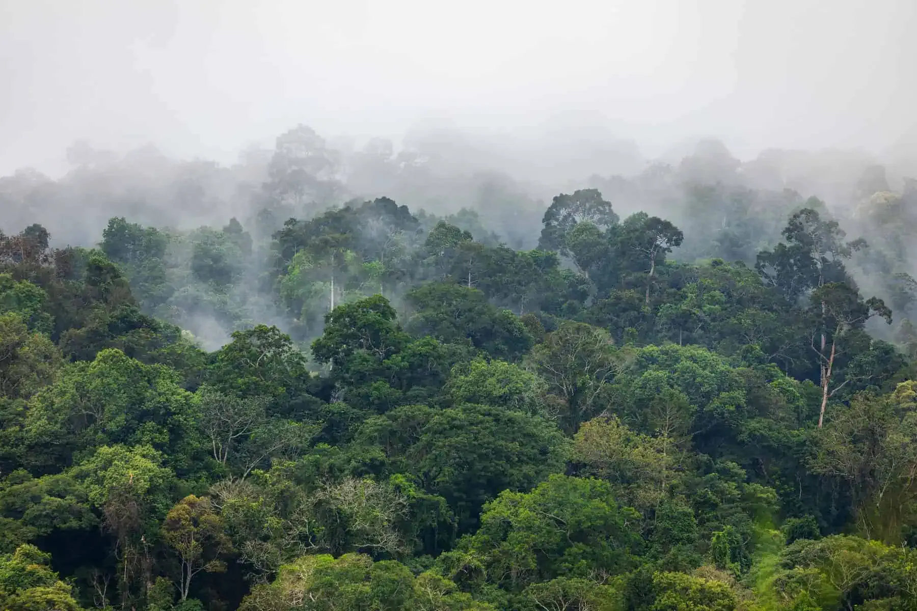 Dense green forest covered with mist, featuring various trees and foliage under a cloudy sky.