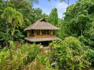 A two-story thatched-roof house is surrounded by dense, tropical vegetation and trees under a clear blue sky.