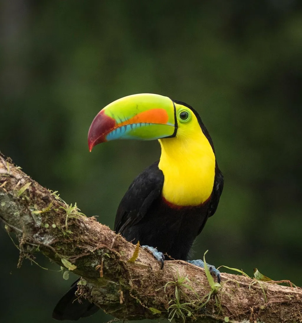 A keel-billed toucan with a colorful beak perches on a mossy tree branch against a blurred green background.