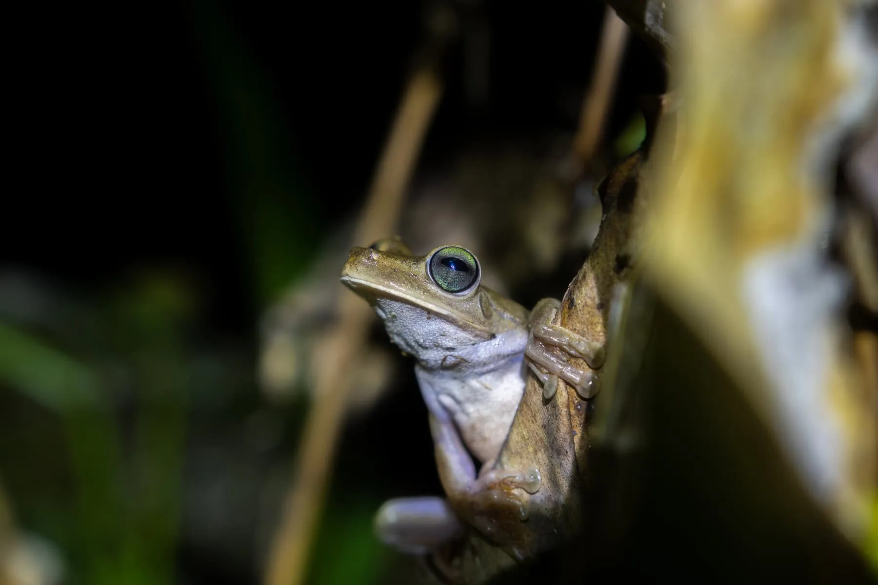 A small green frog clings to a branch at night, illuminated by a focused light, with a dark, blurred background.