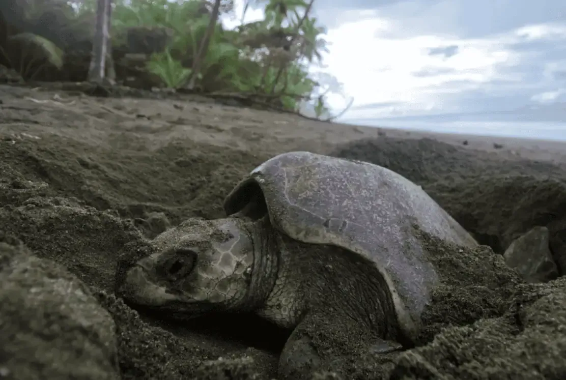 OSA Peninsula Sea species
