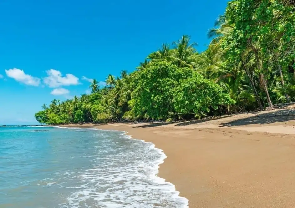 A sandy beach with gentle waves, bordered by dense green palm trees and vegetation under a clear blue sky.