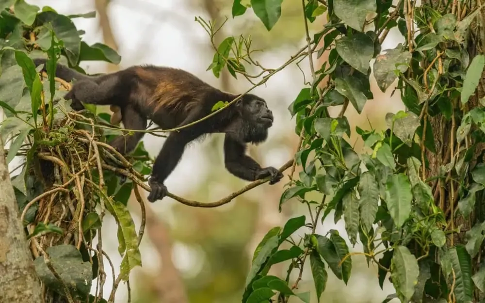 A black howler monkey walks along a tree branch surrounded by green leaves in a dense forest.