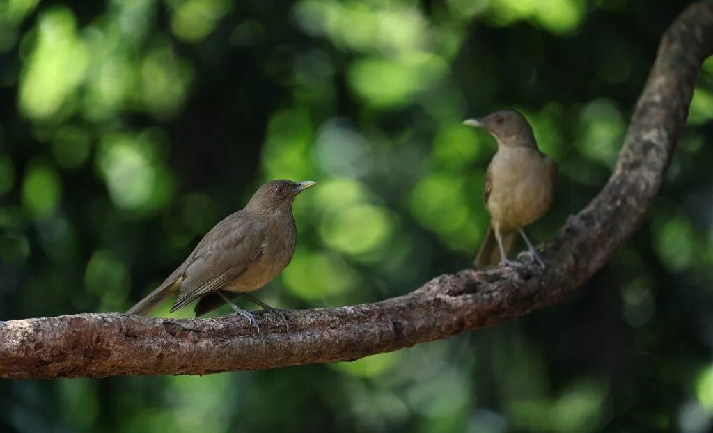 Two brown birds perch on a curved tree branch against a blurred green background.