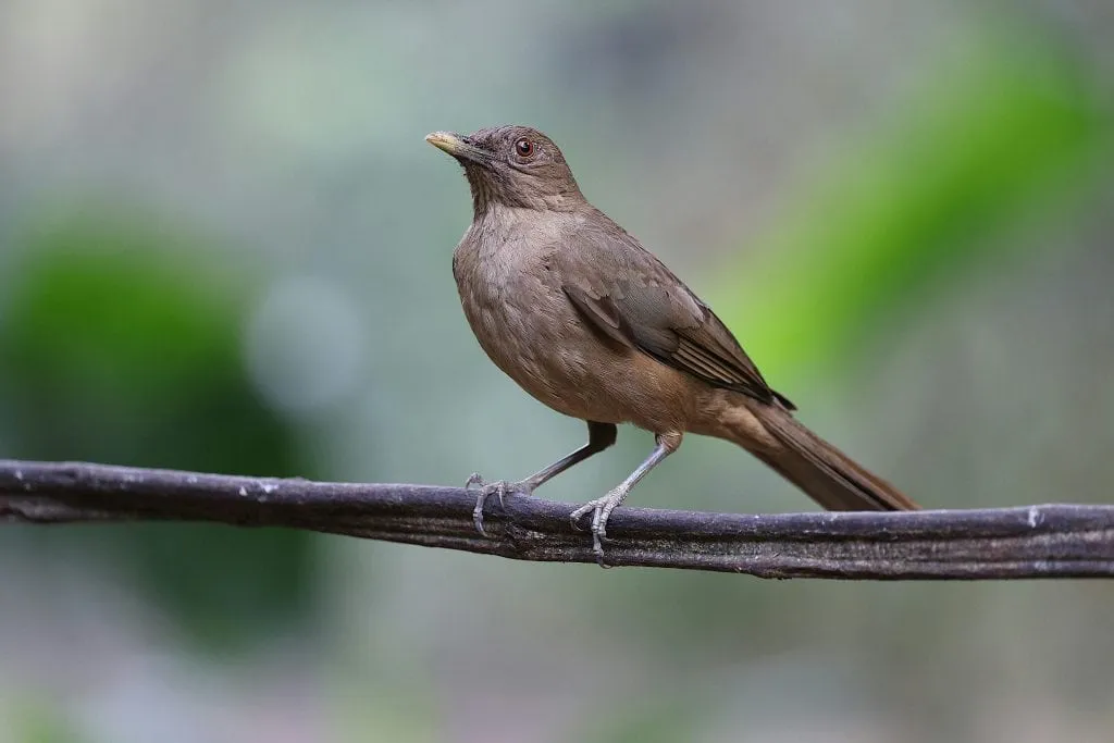 A brown bird with a pale yellow beak is perched on a horizontal branch against a blurred green background.
