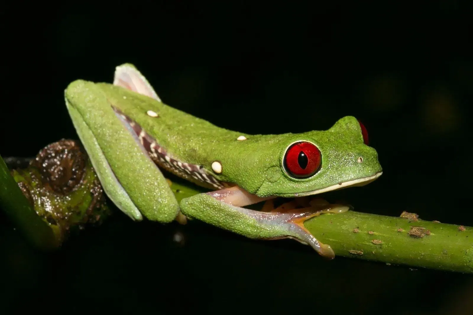 A green tree frog with bright red eyes and white spots sits on a green branch against a black background.